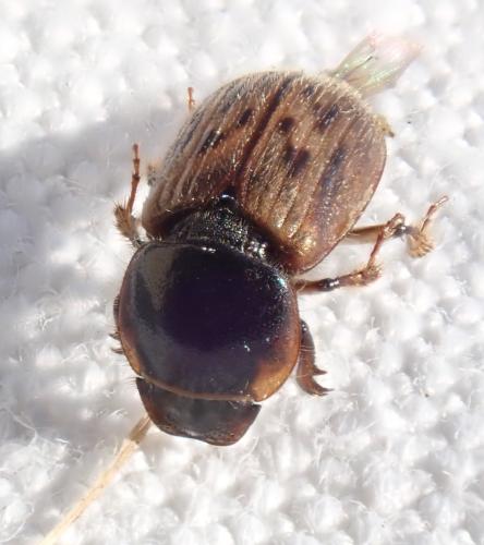 Nimbus contaminatus